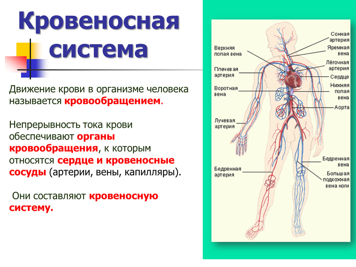 Схема кровеносная система человека 4 класс окружающий мир