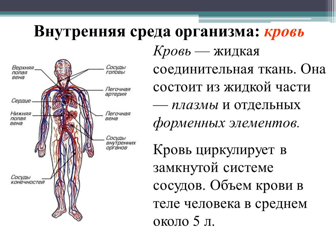 Общее количество крови в организме человека. Внутренняя среда организма. Внутренняя среда организма 8 класс биология. Функции внутренней среды организма человека.