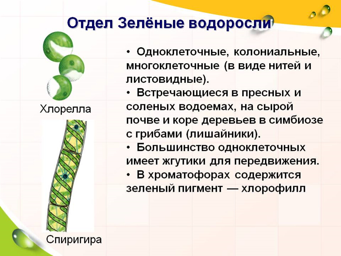 Для водорослей характерно ответ. Отдел зеленые водоросли кратко. Биология отдел зеленые водоросли. Многоклеточные зеленые водоросли характеристика. Водоросли 7 класс представители одноклеточных.