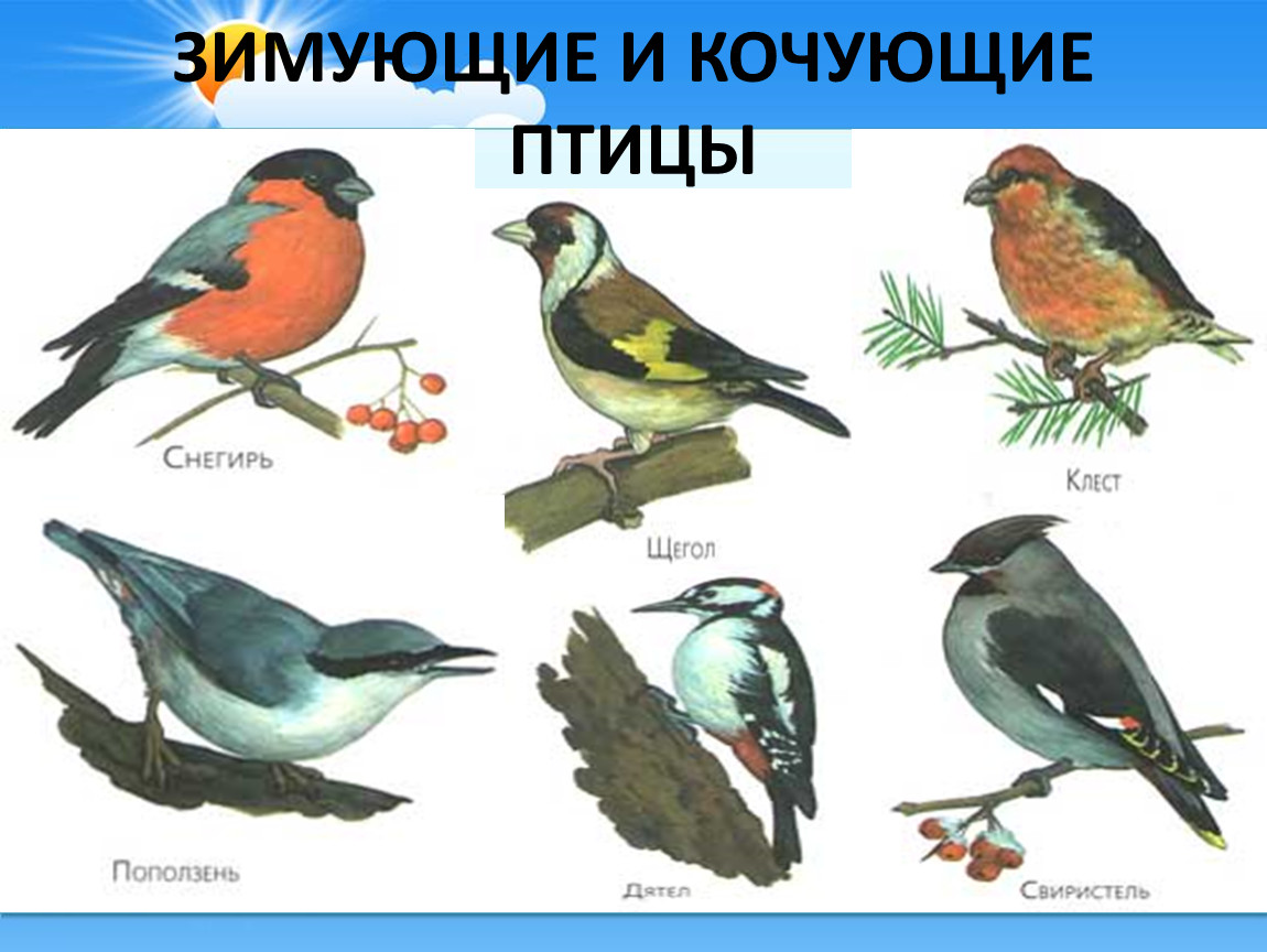 Птицы геленджика фото с названиями
