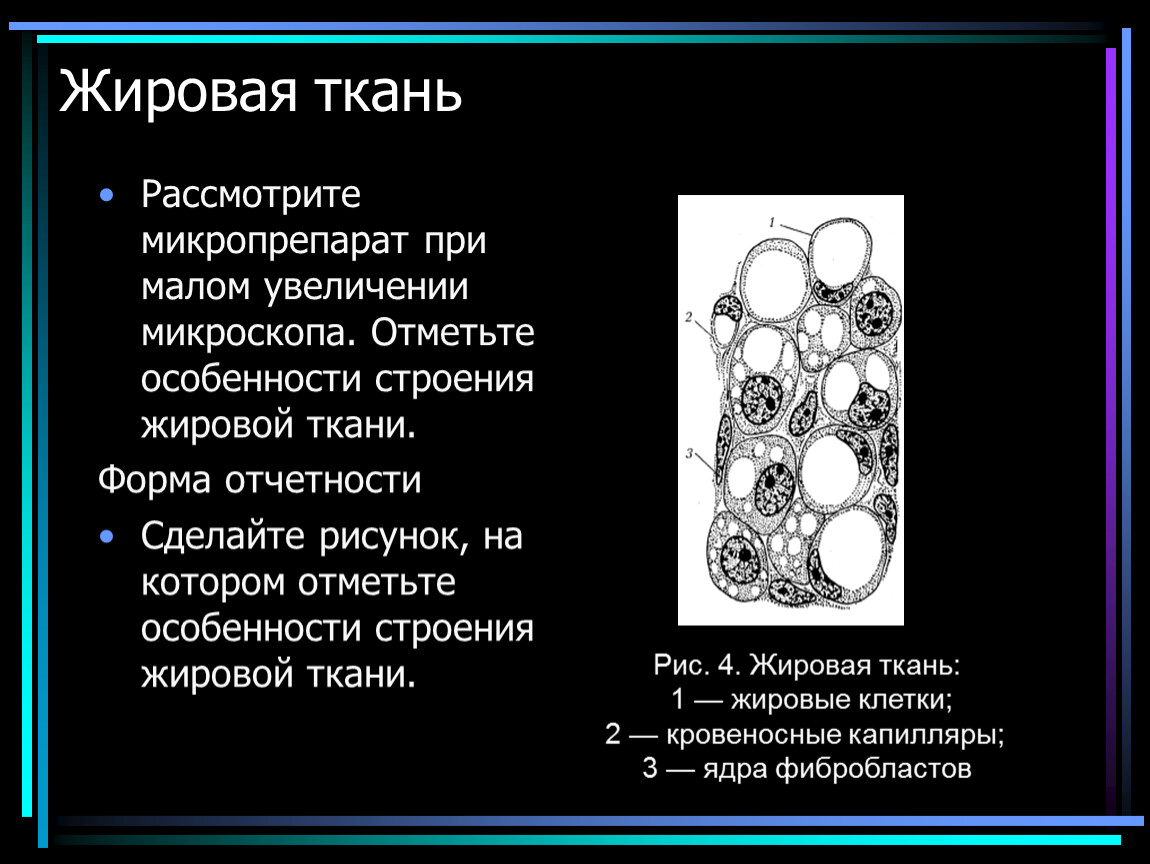 Рассмотрите ткани. Жировая соединительная ткань строение. Жировая ткань строение. Структура жировой ткани. Строение жировой ткани человека.