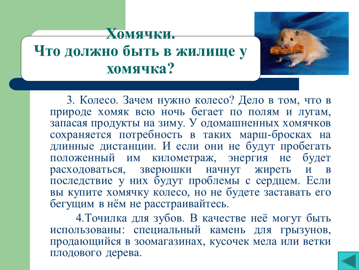 В чем смысл хомяка кликера. Хомяк презентация. Презентация на тему хомяки. Информация о хомяках. Чем полезны хомяки.