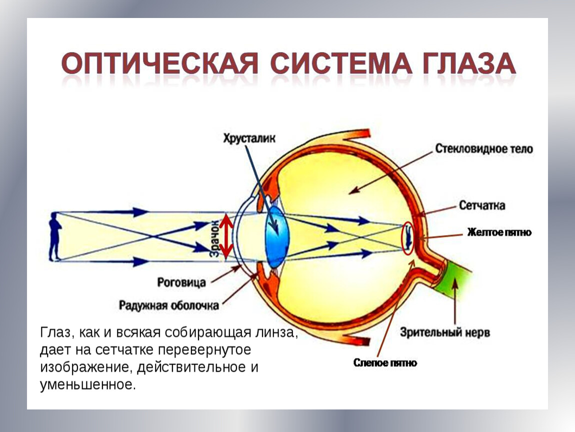 Строение оптической системы глаза. Строение глаза и его оптическая система. Строение оптического аппарата зрительного анализатора. Глаз как оптическая система физика строение глаза.