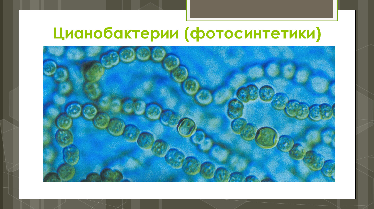 Водоросли верные утверждения. Цианобактерии сине-зеленые водоросли. Синезеленые цианобактерии. Фотосинтезирующие цианобактерии. Цианобактерии это в биологии 5 класс.