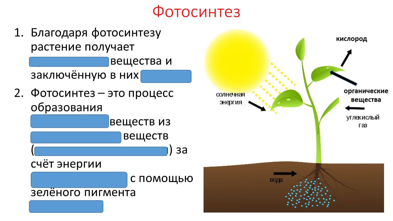 Органические вещества фотосинтеза
