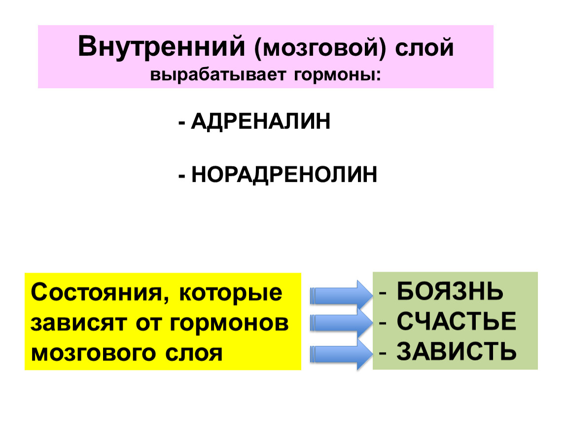 Гормон мозгового. Гормоны мозгового слоя. Адреналин мозговой слой. Гормоны внутреннего мозгового слоя. Роль эндокринной регуляции 8 класс.