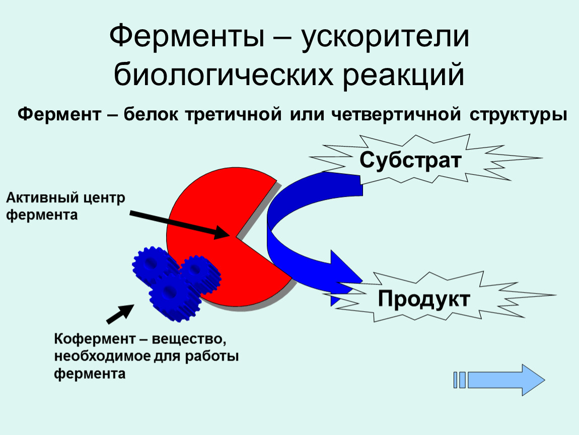 Простые энзимы. Ферменты. Ферменты это в биологии. Метаболические ферменты. Ферментативная реакция это в биологии.