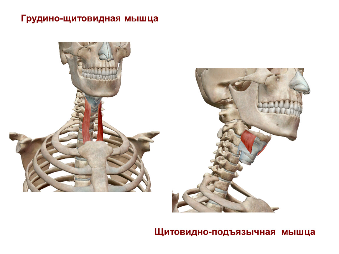 Грудино подъязычная мышца шеи