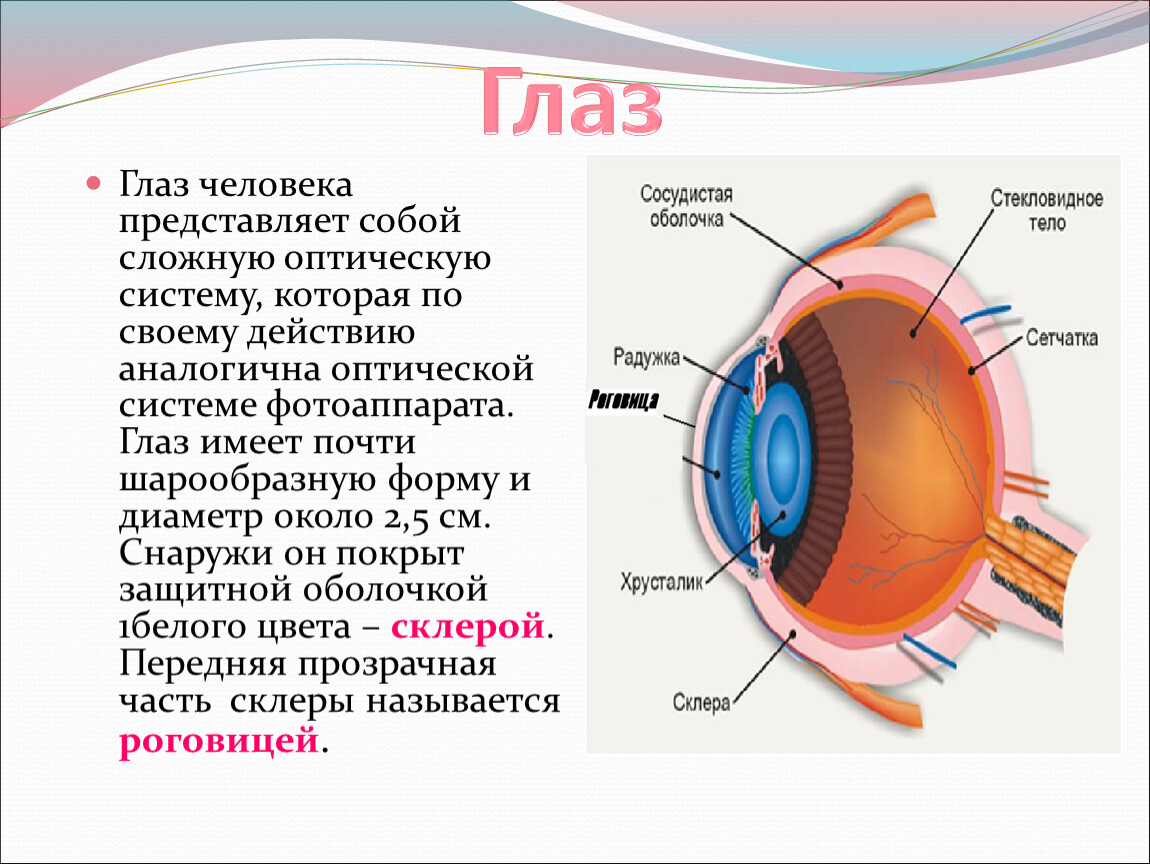 Устройство глаза человека фото с описанием. Глаза презентация по физике. Оптическая система глаза презентация.