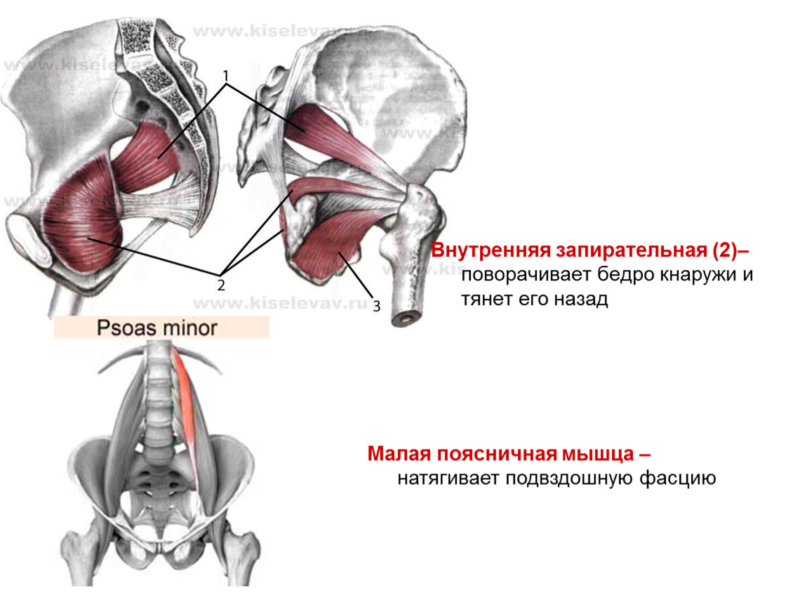 Малая поясничная мышца