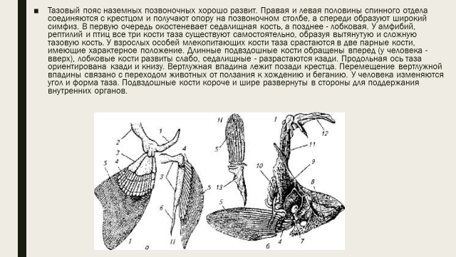 Рассмотрите рисунок с изображением передних конечностей позвоночных животных