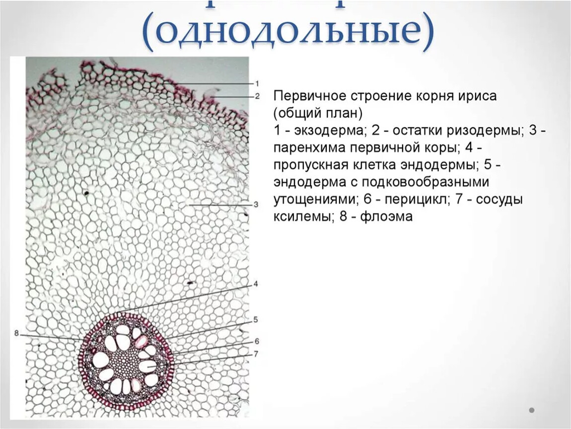 Первичное строение. Поперечный срез корня однодольного растения. Первичное строение корня двудольного растения. Поперечный срез корня ириса касатика. Первичное Анатомическое строение корня однодольного растения.