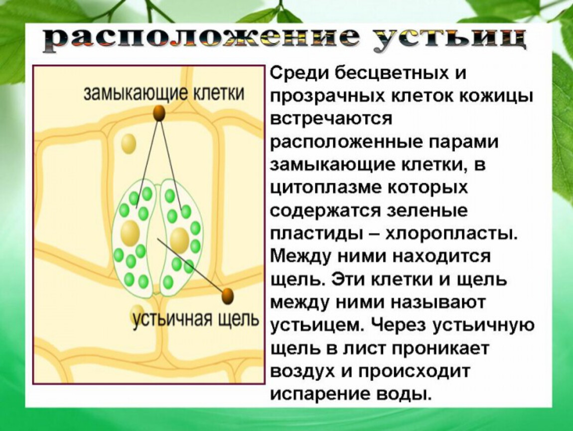 Внешнее строение листа 6 класс биология презентация пасечник