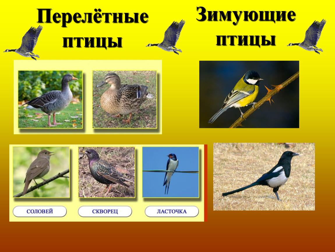 Фото перелетных птиц для детей. Перелетные птицы. Перелётные птицы картинки. Перелетные и зимующие птицы. Перелетные птицы для дошкольников.