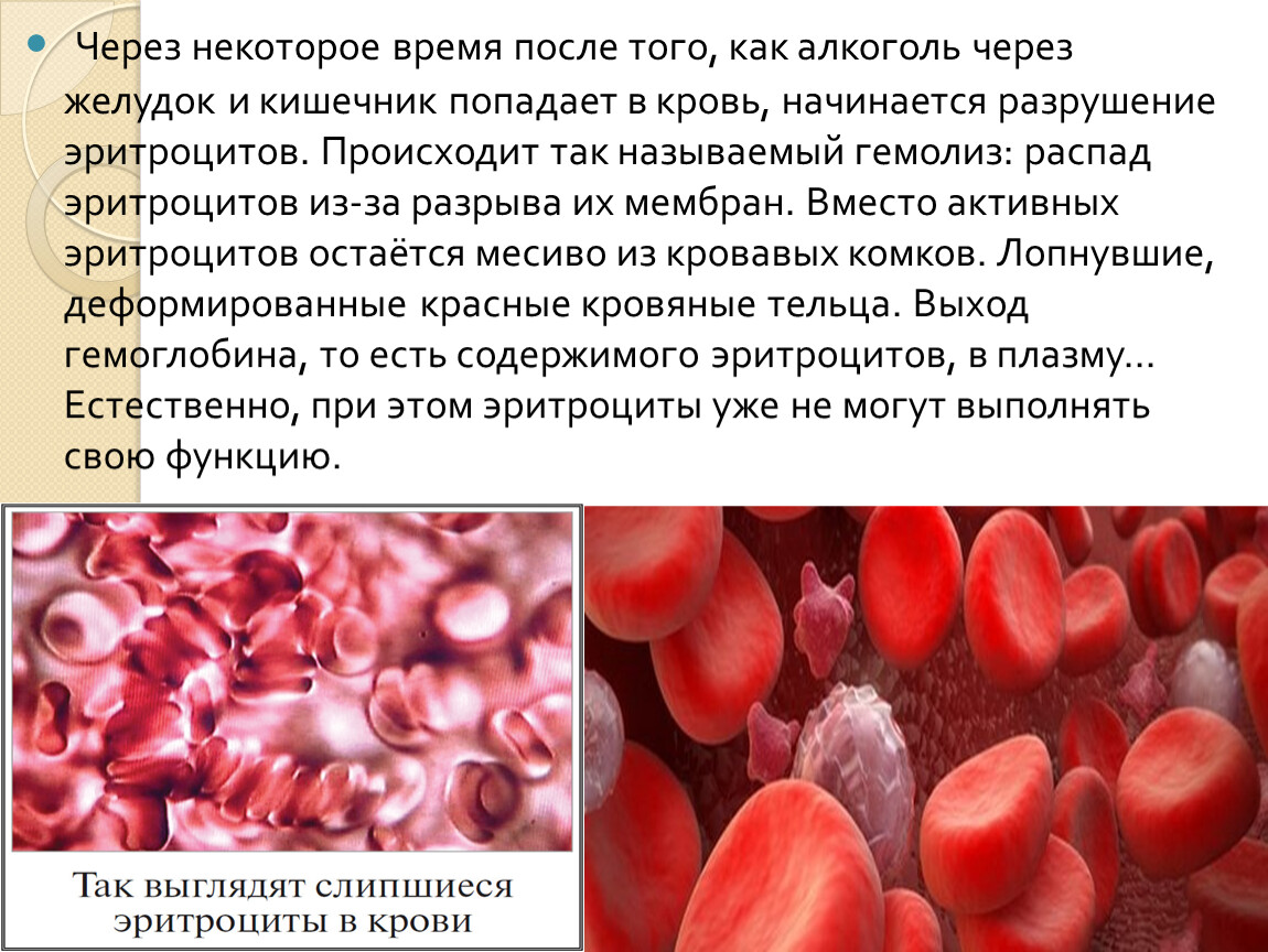 Распад эритроцитов. Влияние спирта на эритроциты. Влияние этанола на эритроциты. Кровь в организме человека.