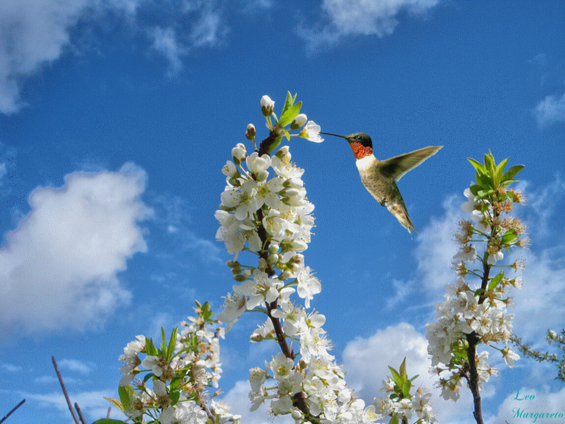 Песни птицы живых. Птицы в весеннем саду. Птицы весной.