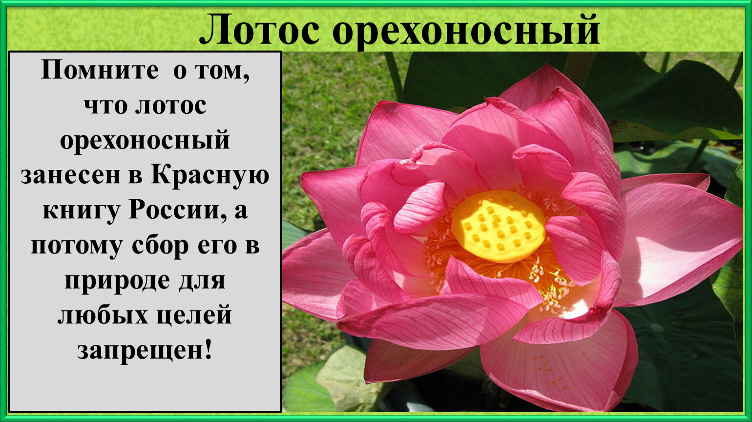 Лотос орехоносный Помните о том, что лотос орехоносный занесен в
