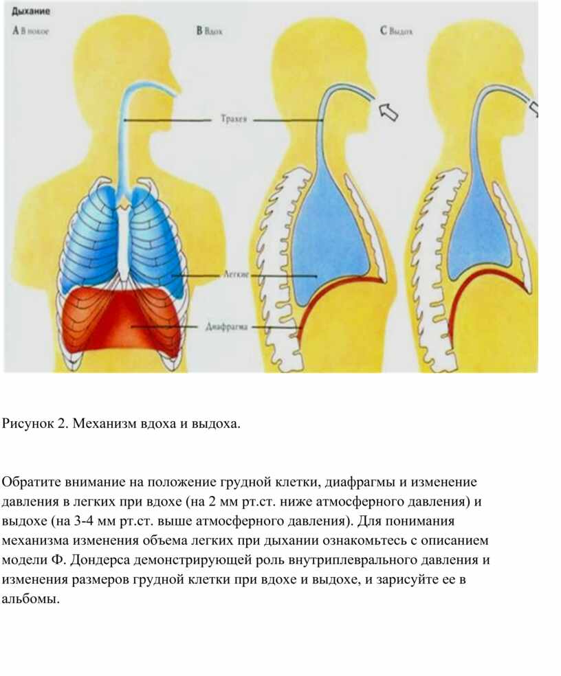 При вдохе диаграмма