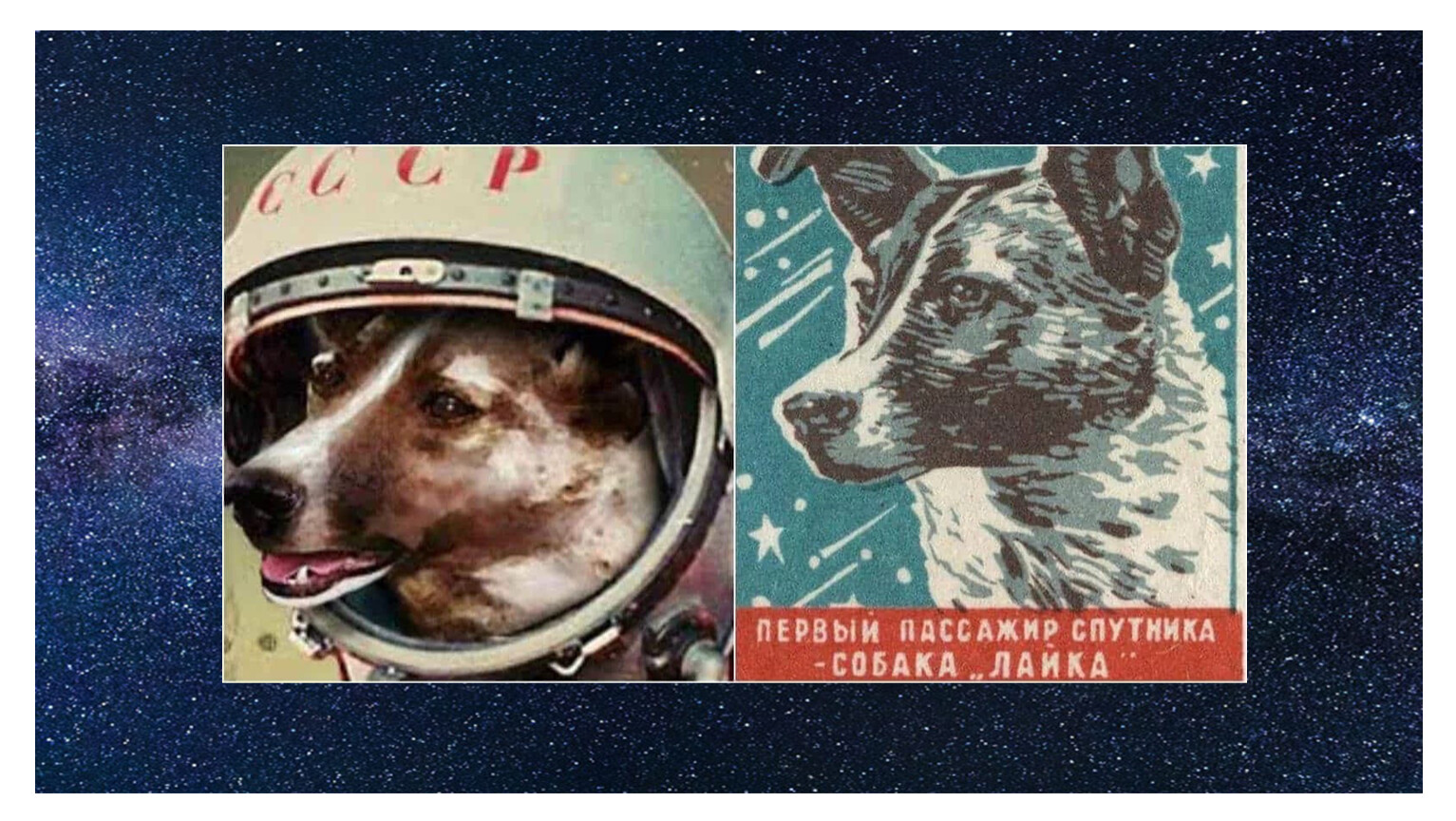 фото первой собаки в космосе