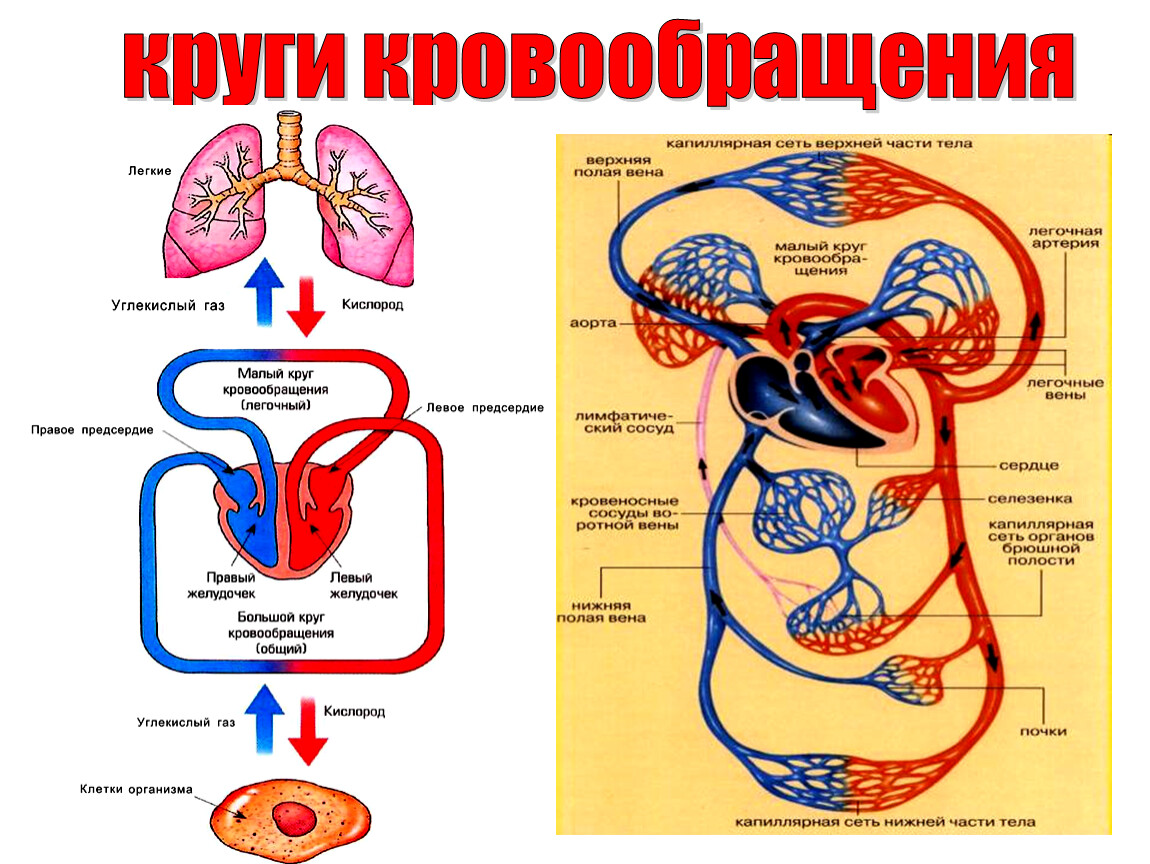Принципы кровообращения. Круги крови кровообращения схема. Кровеносная система малый и большой круг. Большой и малый круг кровообращения схема. Малый круг кровообращения анатомия человека.
