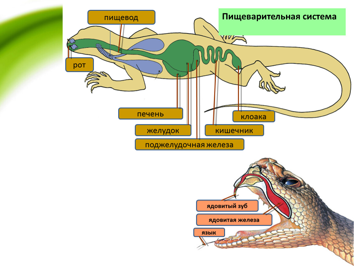 Рептилии дышат кожей. Пищеварительная система пресмыкающихся рептилий. Внутреннее строение пресмыкающихся. Пищеварение ящерицы. Внутреннее строение рептилий.