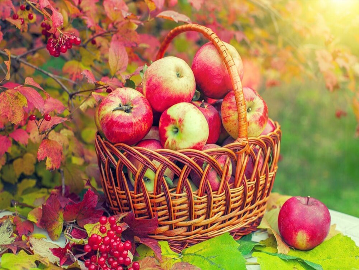 Корзина с яблоками осень