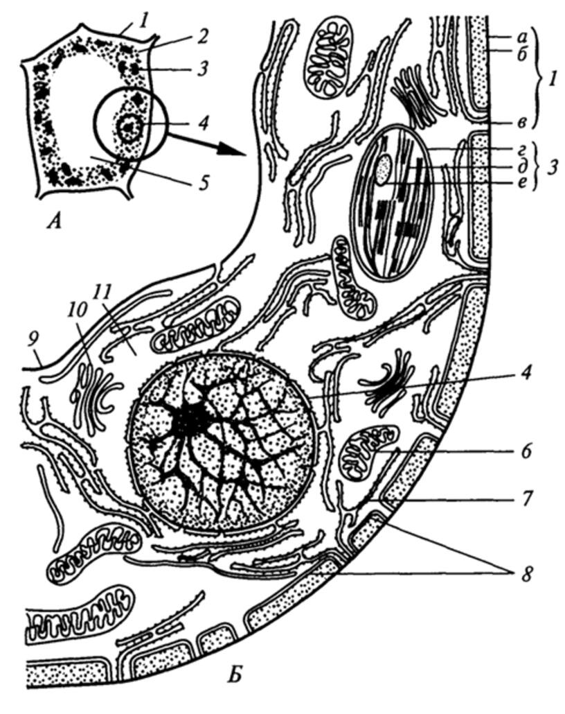 На рисунке изображена клеточная