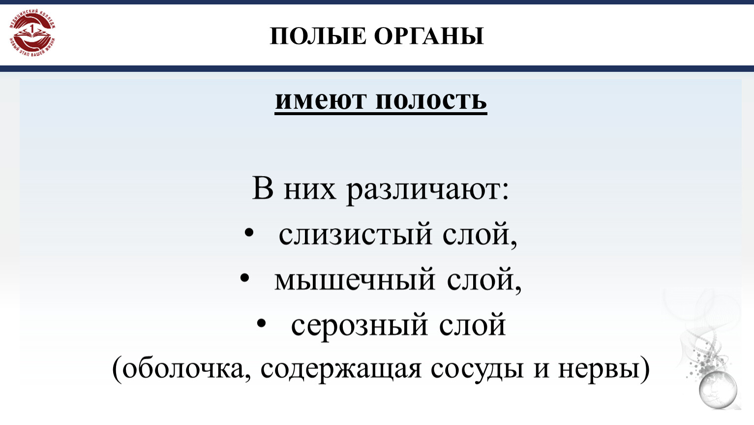 Полые органы. Полые органы список. Полые органы человека список.