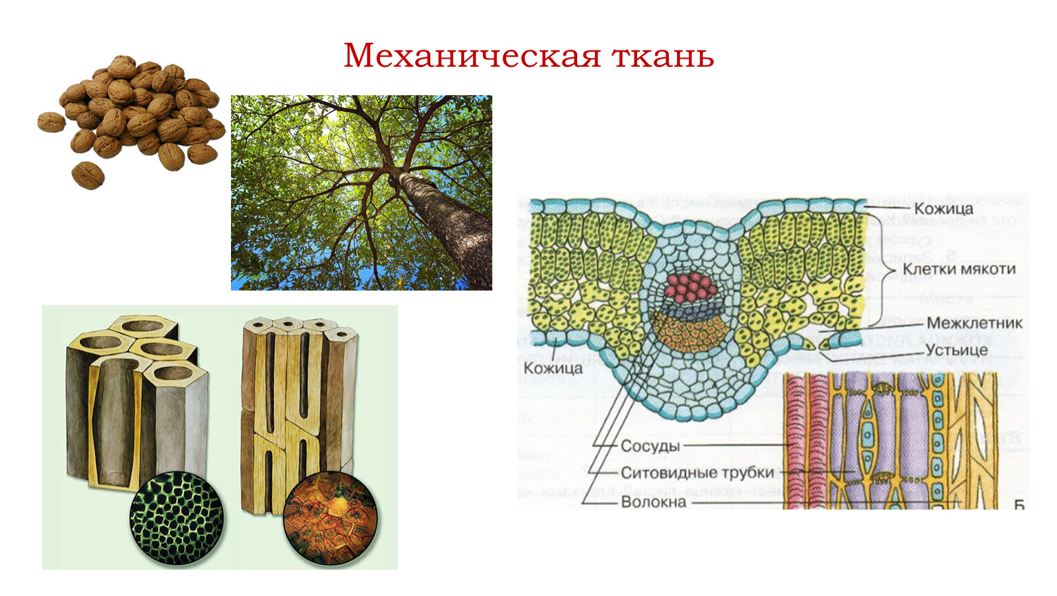 арматура растений стереометрическая система тканей обеспечивающих прочность растений