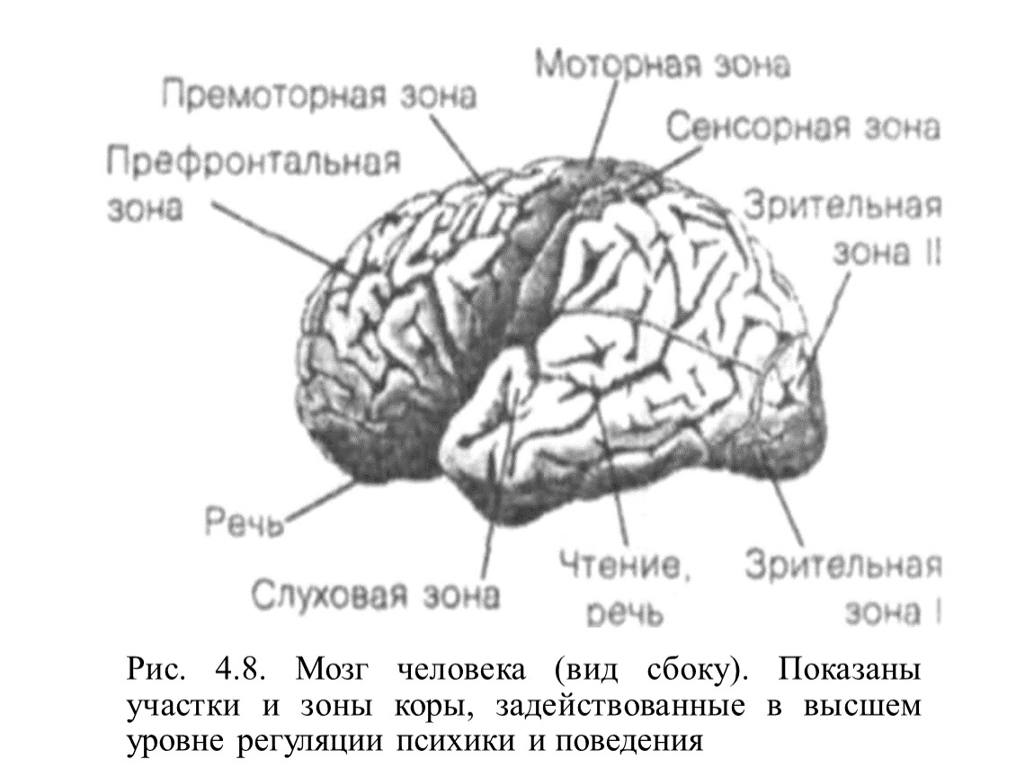 Двигательная зона коры мозга. Премоторная зона коры головного мозга. Соматосенсорная зона коры головного мозга. Мозг человека (вид сбоку) показаны участки и зоны коры.