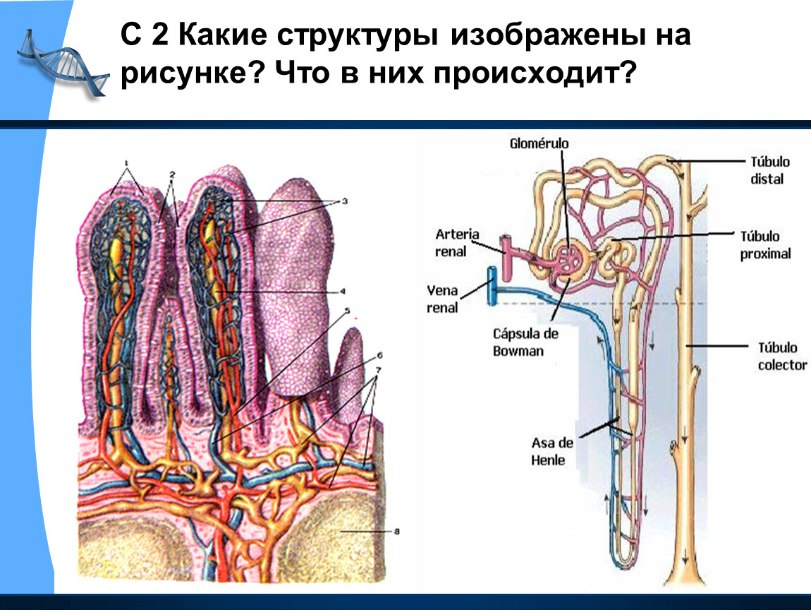 Изобразите структурно. Какая структура изображена на рисунке. Какая структура. Какие структуры изображены на рисунке что в них происходит. Изобразить строения.