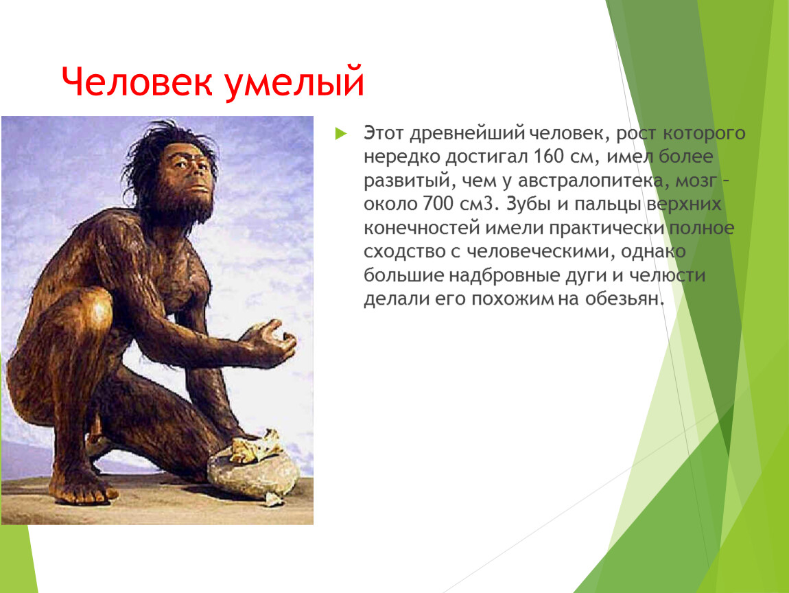 Homo habilis появился