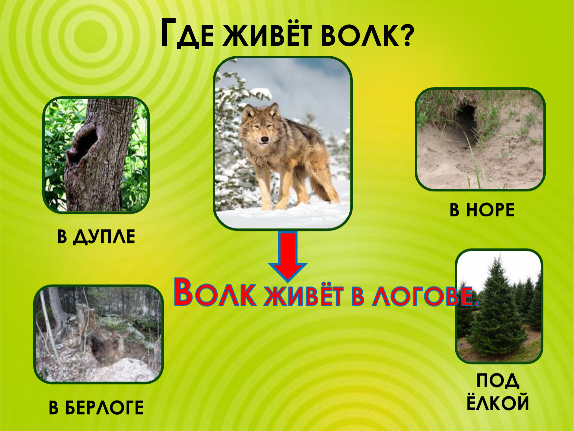 Где живете волк. Волк живет в логове. Волки живут в норах. Где живет волк. Берлога волка.