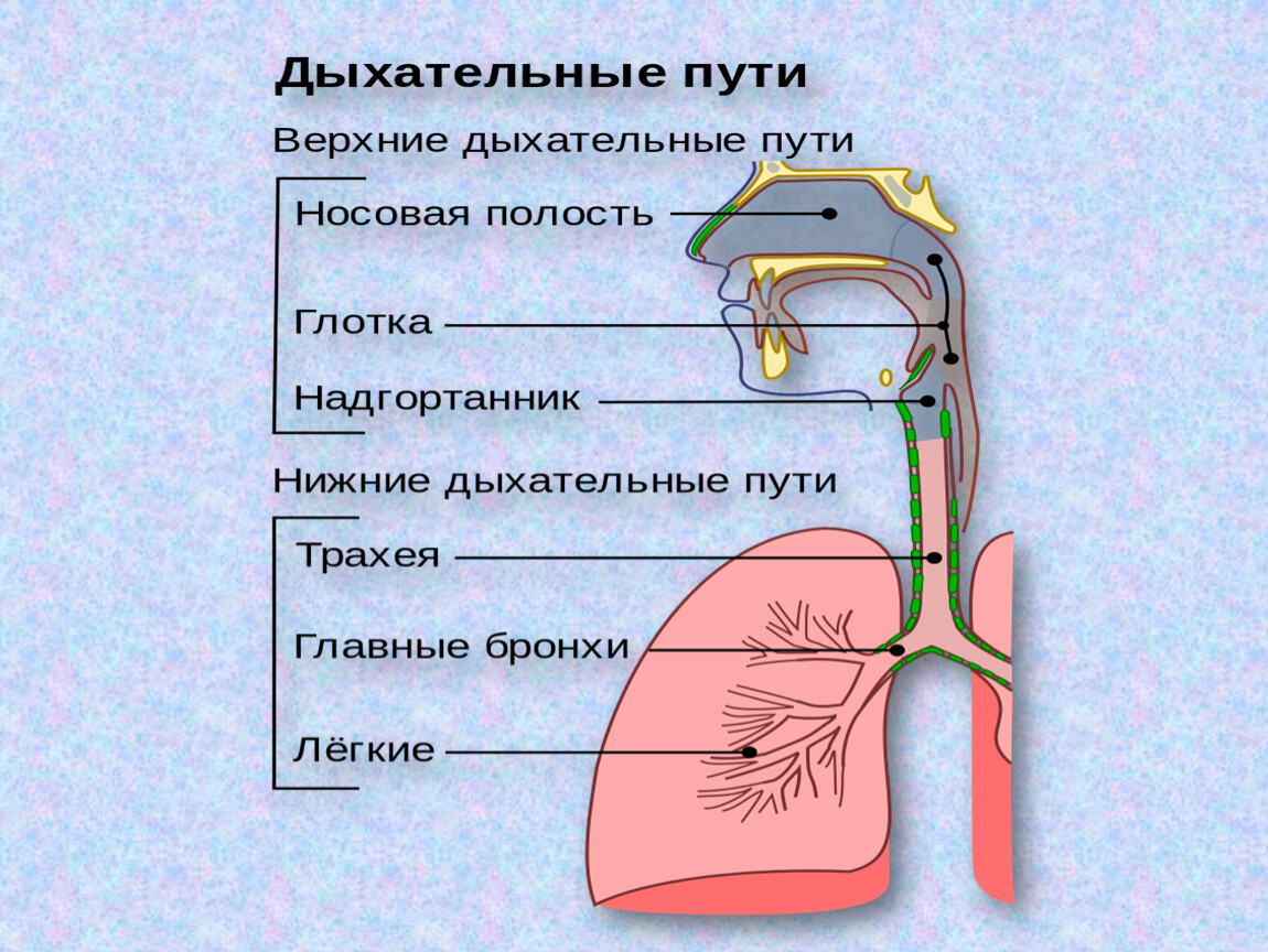 Ковид органы