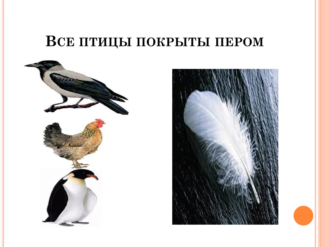 Почему птицы совершают. Зачем птицам перья. Зачем птицам хвост. Зачем птицам оперение. Зачем птицам перья для детей.