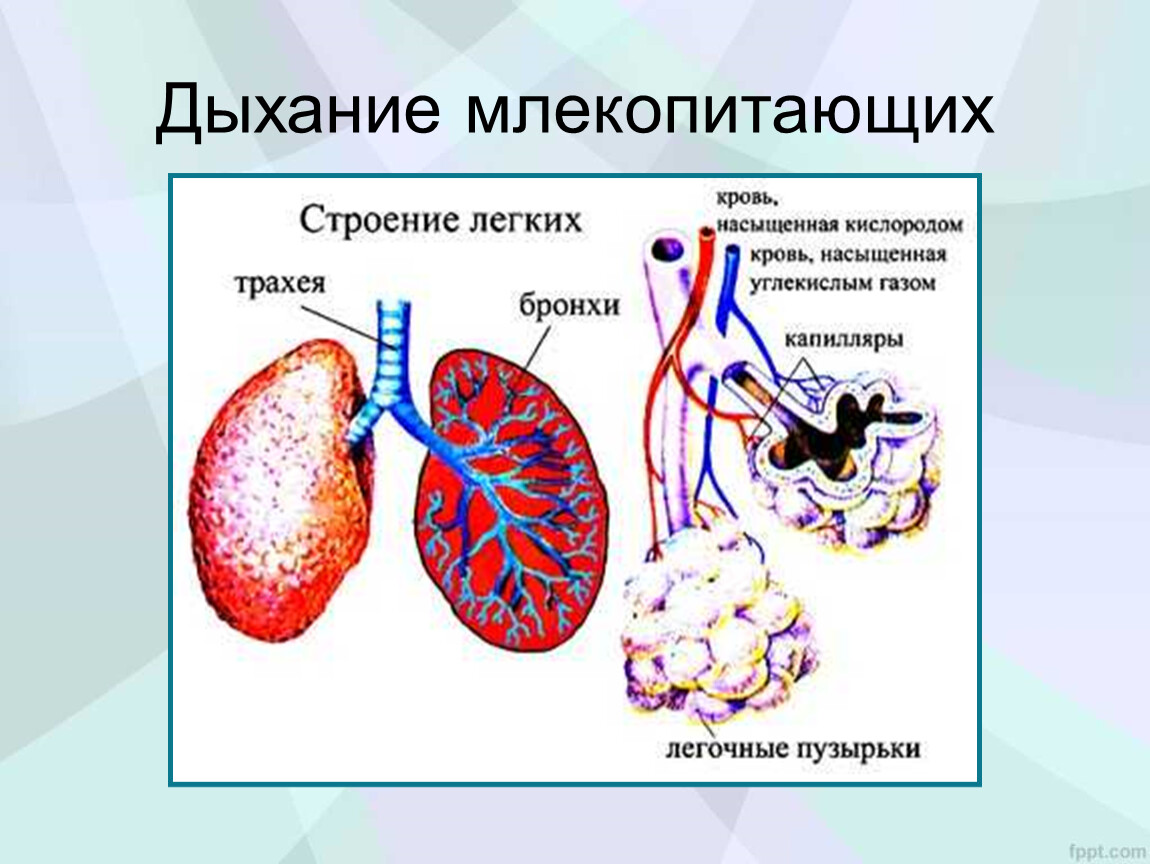 Насыщенные легких кислородом. Органы дыхательной системы млекопитающих. Система органов дыхания млекопитающих органы дыхания млекопитающих. Система органов дыхания млекопитающих 7 класс. Дыхательная система млекопитающих 7 класс схема.