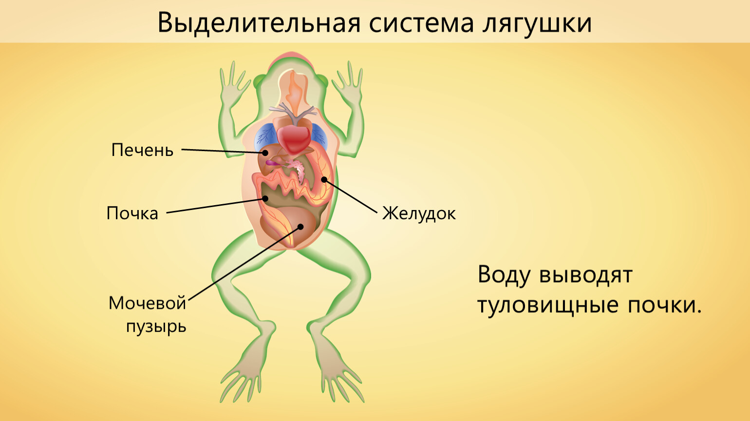органы лягушки фото