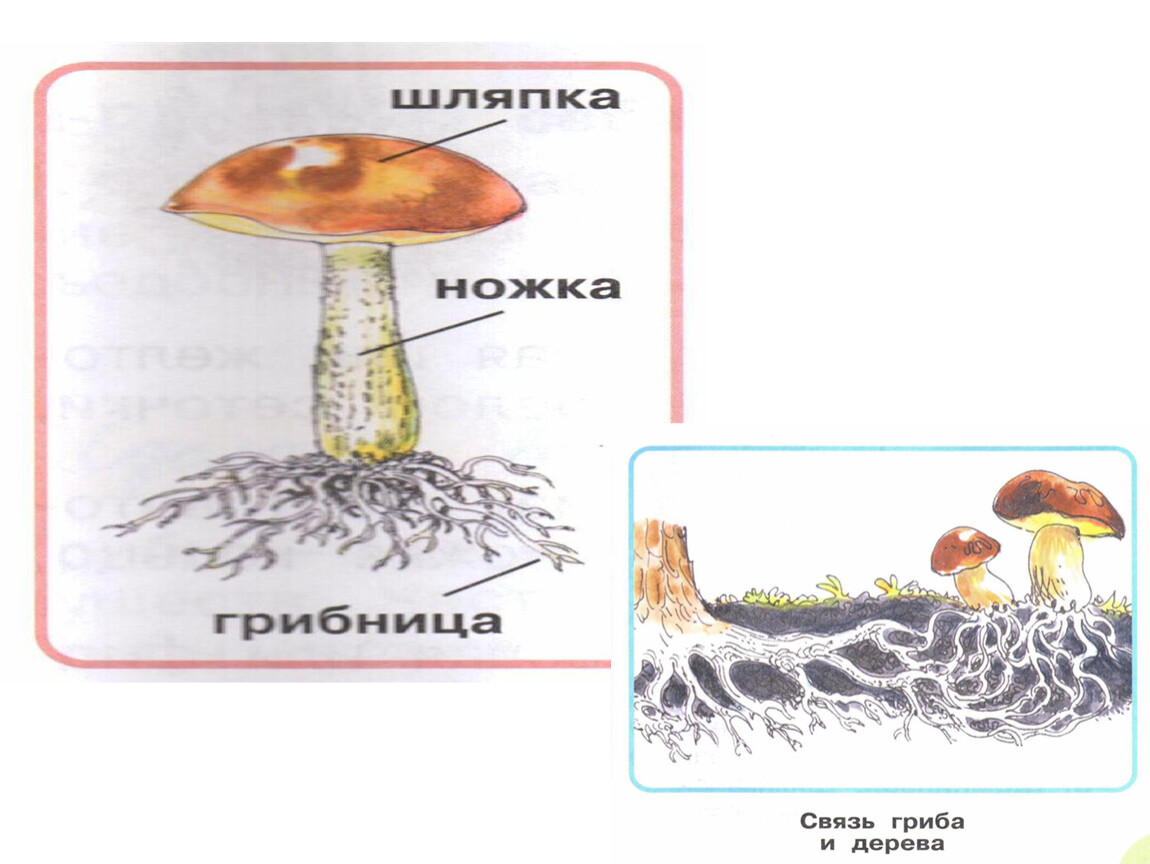 Конспект урока окружающий мир человек 3 класс. Конспект урока грибы из каких частей состоят.