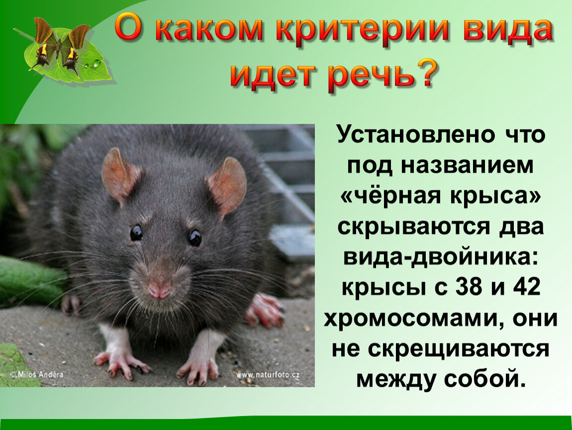 Какой тип развития характерен для серой крысы. Виды-двойники примеры. Информация о крысах. Черная крыса вид. Критерии черной крысы.