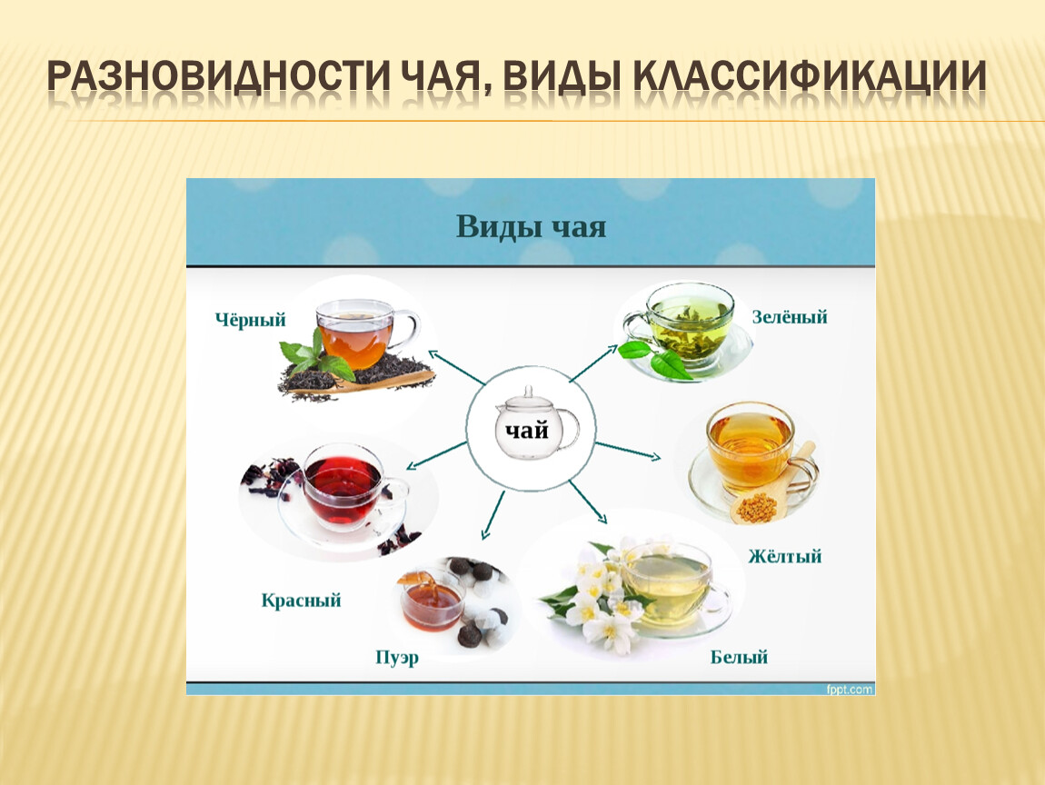 Проект тема: Виды и разновидности чая профессия 16675 