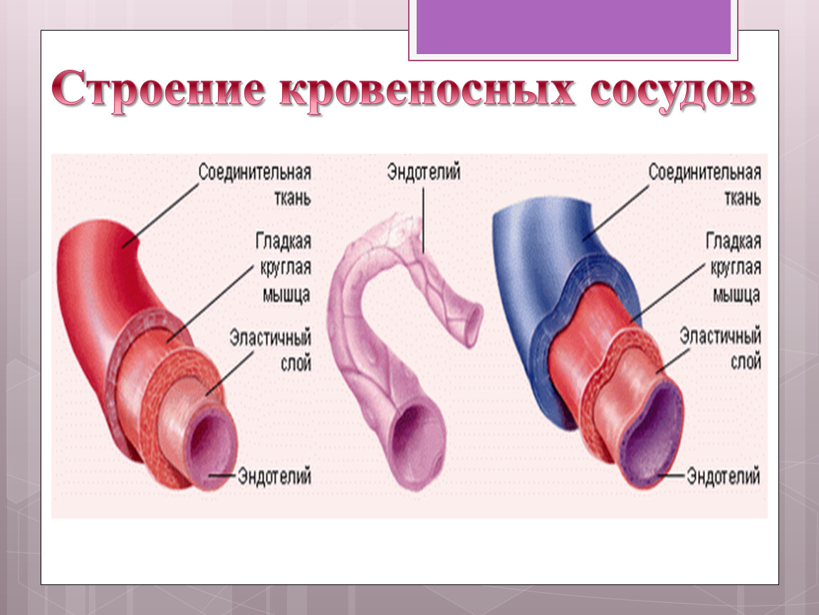 Мышечный слой артерий и вен. Строение стенки кровеносных сосудов. Строение стенки кровеносных капилляров. Строение артерии вены и капилляры. Схема строения кровеносных сосудов.