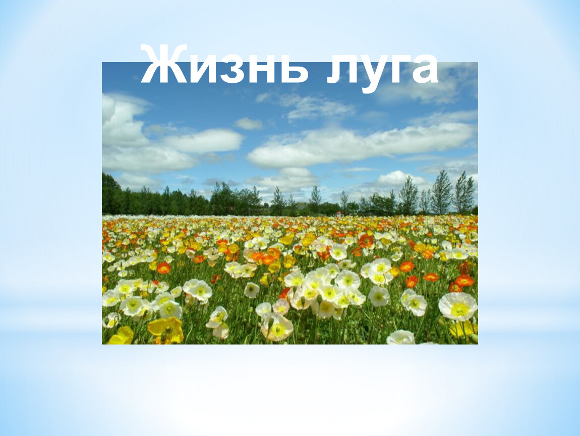 4 класс окружающий мир жизнь луга презентация. Жизнь Луга. Жизнь на лугу. Животные и растения Луга 4 класс. Растения и животные Луга 4 класс окружающий мир.