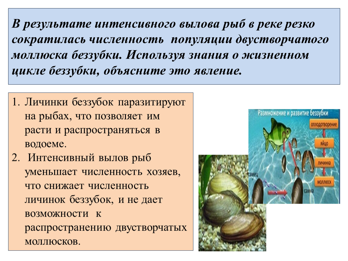 Цикл развития двустворчатых моллюсков. Стадия развития моллюска беззубки. Жизненный цикл беззубки. Размножение двустворчатых.
