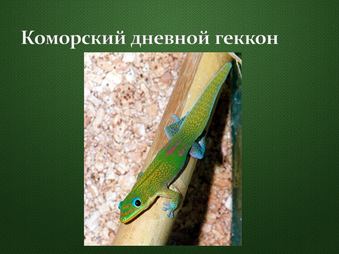 Коморский дневной геккон