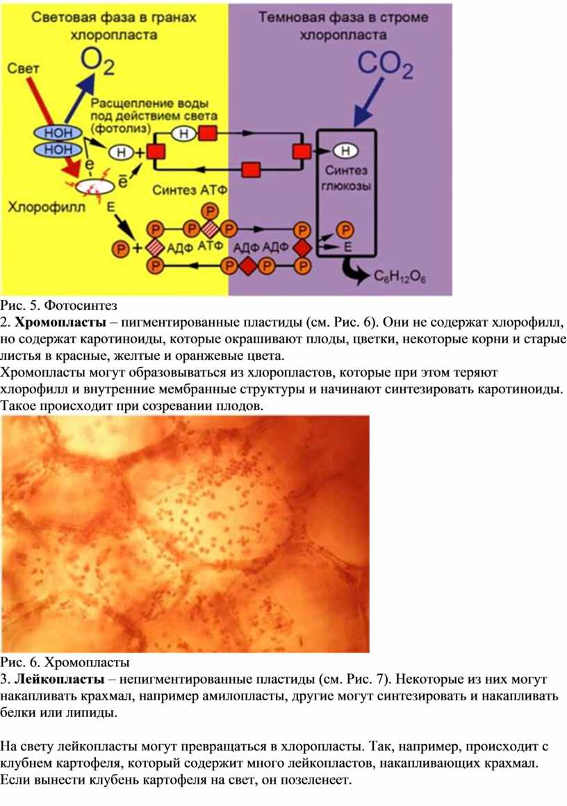 Хромопласт каротиноиды