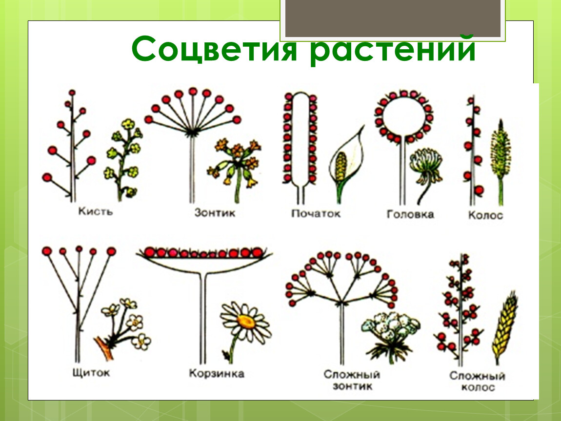 Сложный зонтик соцветие примеры растений. Соцветие щиток. Мутовка это биология.