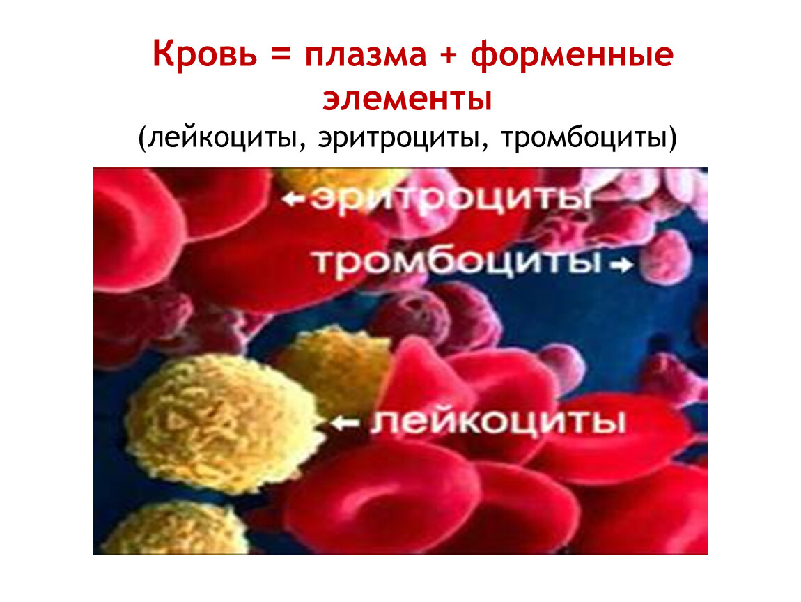 Презентация по биологии кровеносная система кровь 7 класс презентация