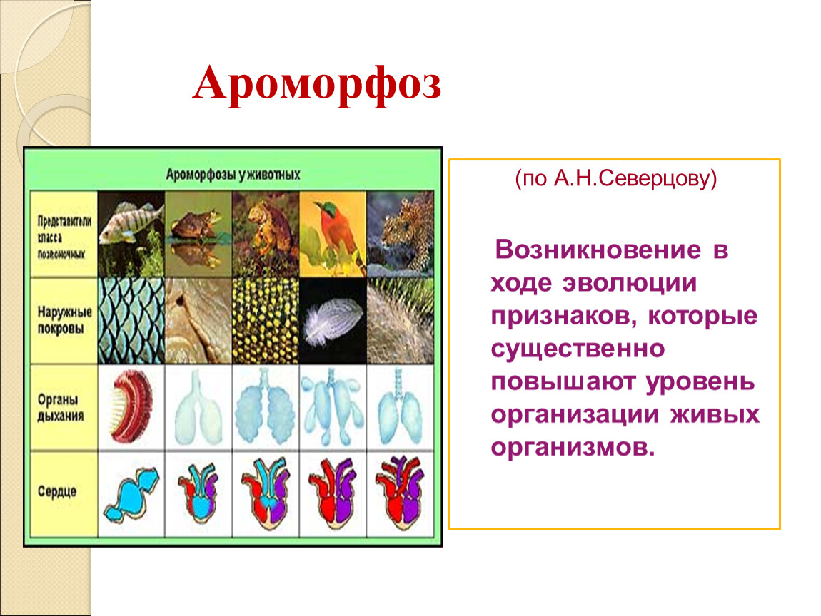 Ароморфоз выделительной системы. Ароморфозы насекомых. Основные ароморфозы в биосфере. Триас ароморфозы в мире растений.