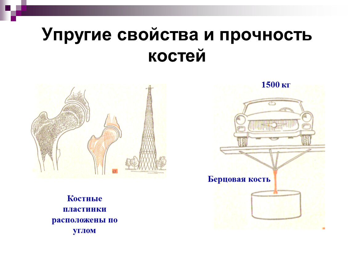 Прочность кости. Прочность человеческой кости. Прочность кости на сжатие. Прочность и упругость костей.