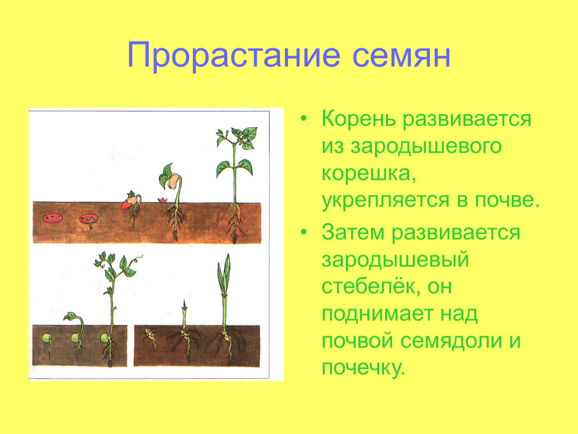 Условия прорастания семян 6 класс презентация. Прорастание семян. Прорастание семян биология 6. Прорастание семян 6 класс биология. Надземный способ прорастания семян.
